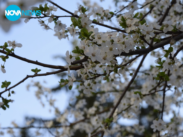 Цъфнали дръвчета