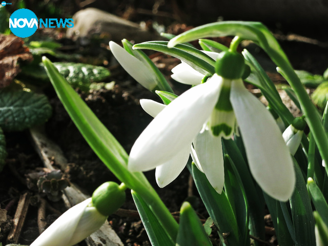 Пролетно ухание