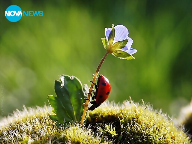 Прогноза за времето - 4