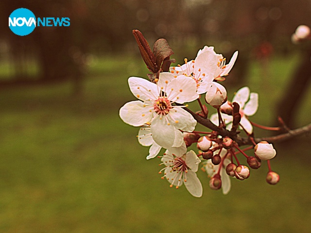 Февруарска пролет с дъх на бадеми