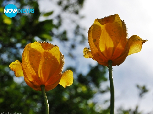 В моята градинка