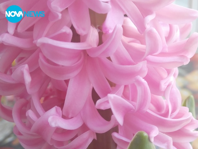 Пролет в Русе