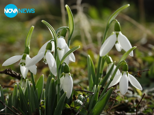 В очакване на идващата пролет
