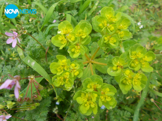 Красотата на малките неща