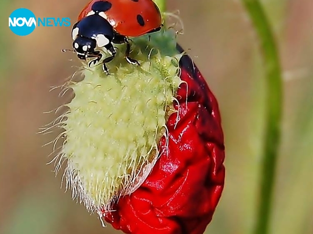 За калинките и маковете с любов