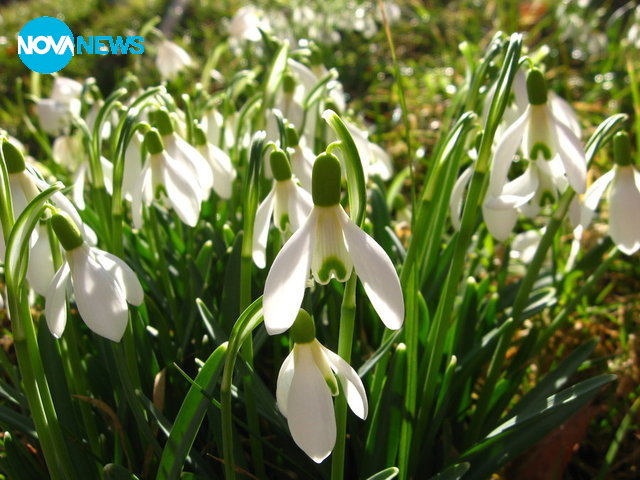 Пролетни цветя