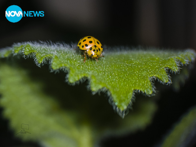 Жълта калинка