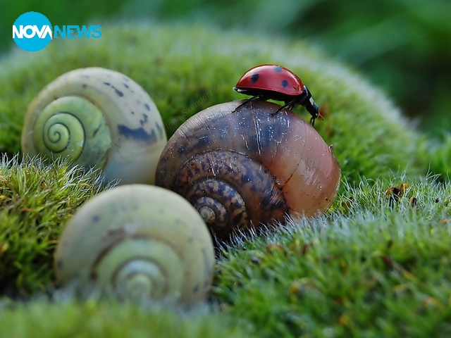 Пролетно с калинките