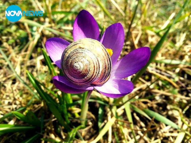 Красива пролет