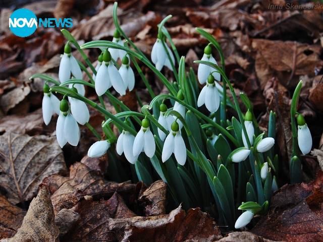 Кокичета през февруари