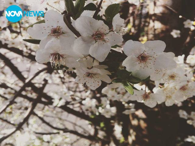 Софийска красота