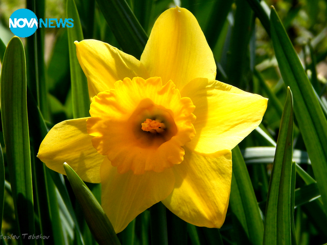 Нарцисът