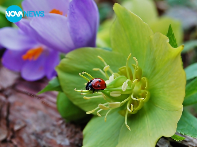 Природата се пробужда