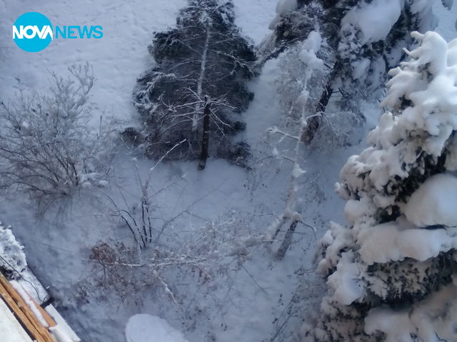 Паднало дърво