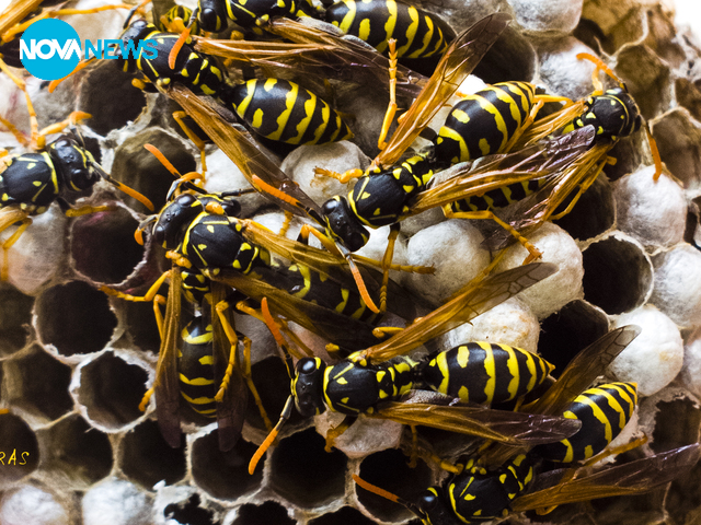 В гнездото на осите