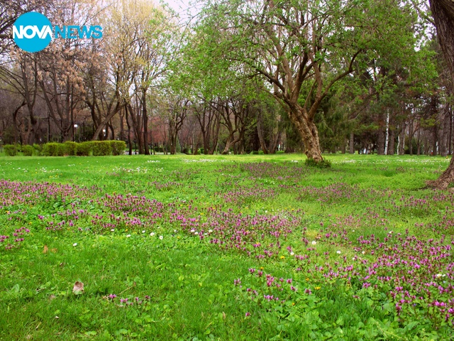 С любов към дъждовното време