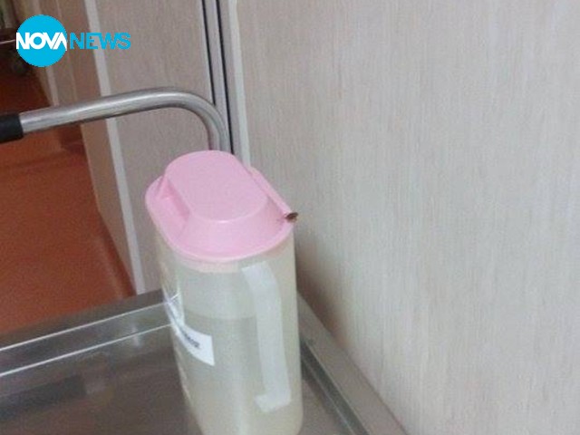 Хлебарки в болницата до храната за децата