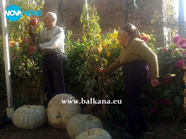 4 гигантски тикви отгледаха трудолюбиви хора в село Гумощник