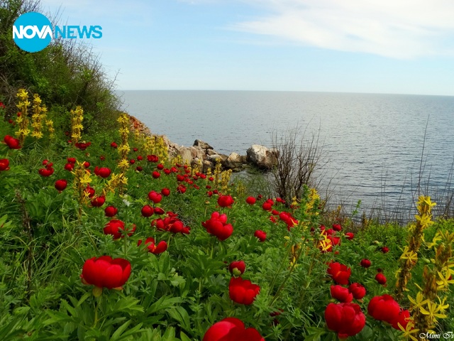 Разцъфнали диви божури