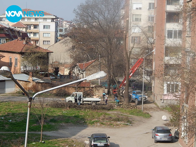 Сеч на красиво дърво по жалба