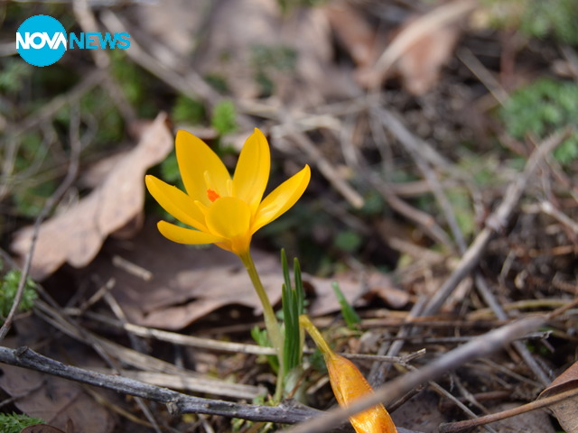 Планински минухари