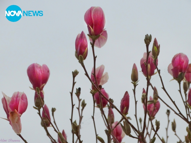 Цъфнали магнолии