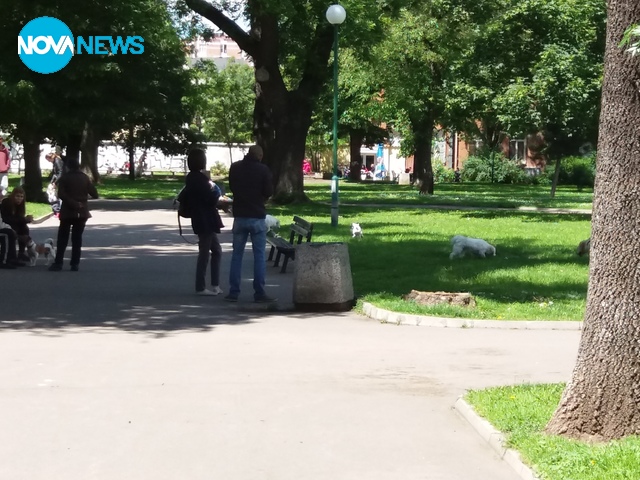 Кучета в тревата в центъра на София