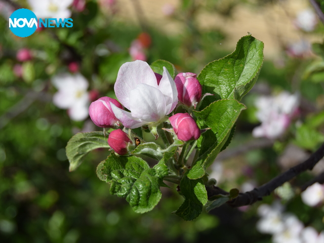 Цъфнал ябълков цвят :)