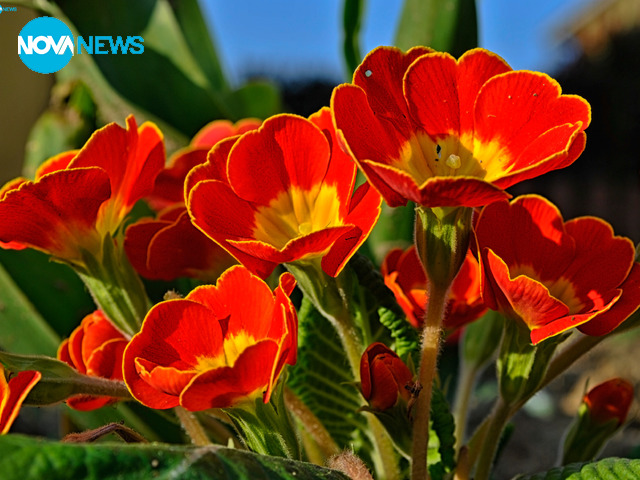 Пробуждане в сезона на мечтите