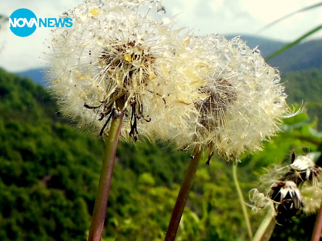 Окъпани глухарчета