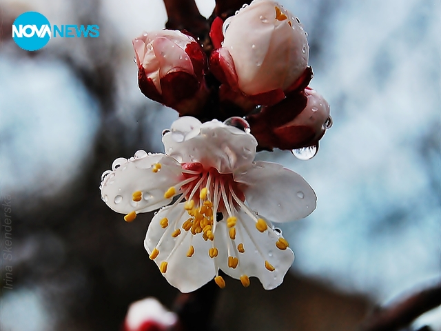 Първи пролетни цветчета