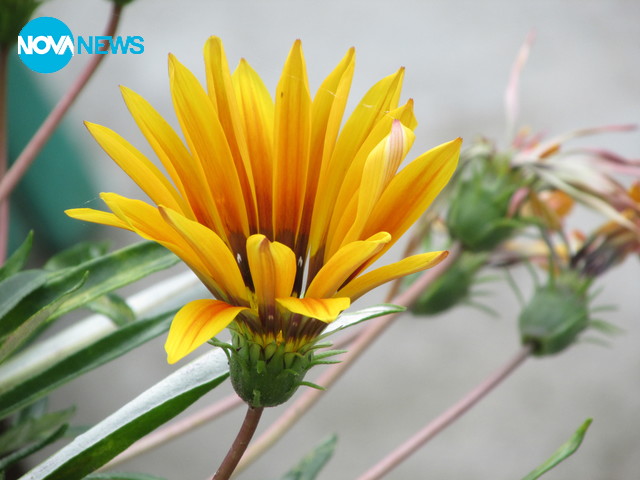 Разцъфване ..