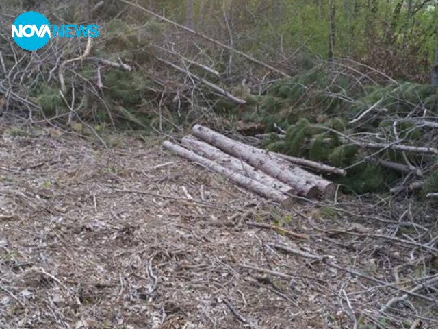 Изсечена борова гора в национален парк „Златни пясъци”