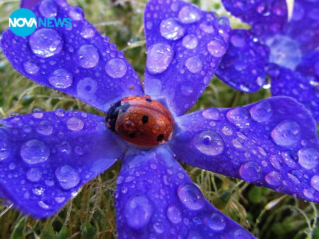 Синя прелест