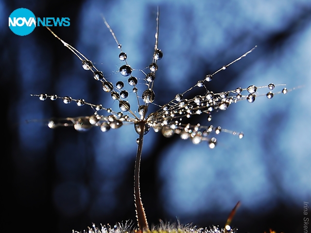 Дръвче от капчици