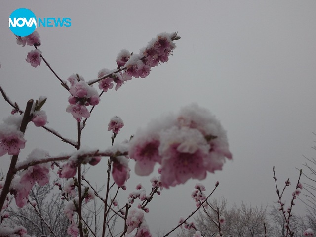 Първа пролет със сняг