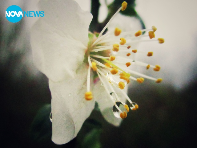 След пролетен дъждец!