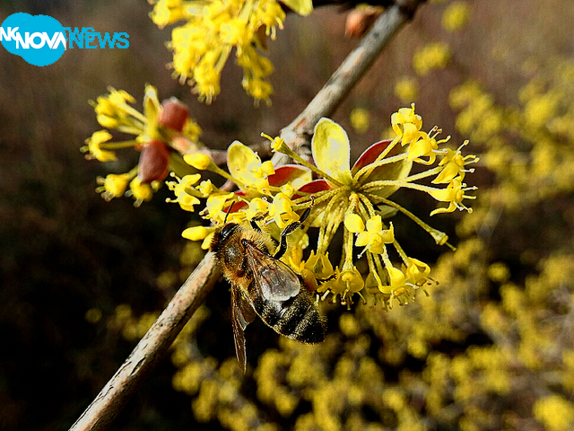 Красотата на пролетта