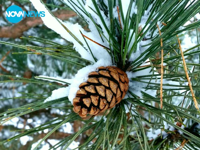 Зимно цвете