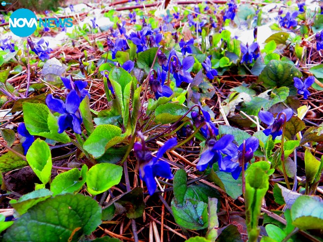 Мартенско време..