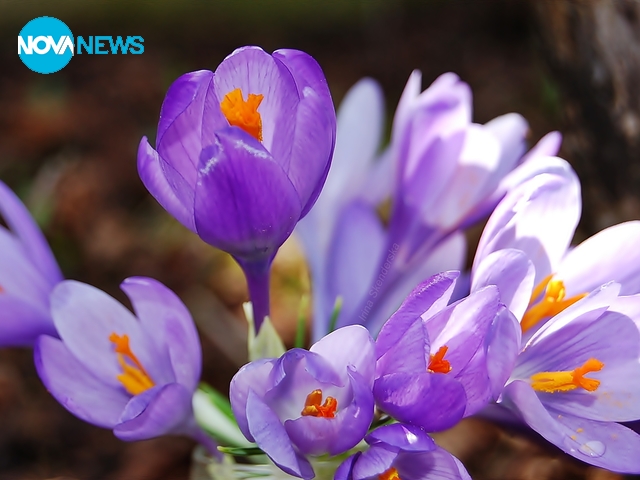 Свеж полъх на пролетта