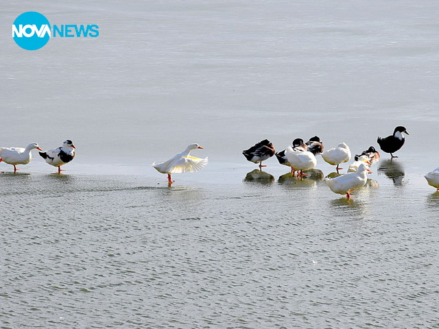 Разходка на границата между леда и водата!