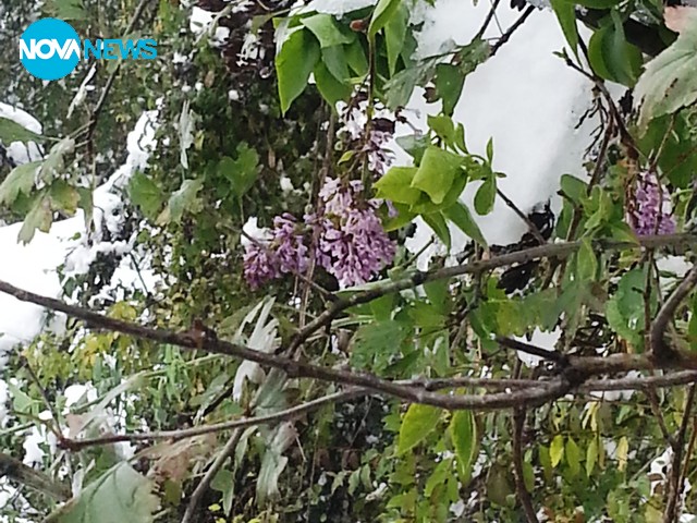 Цвят и сняг