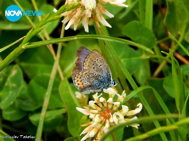 За пеперудите с любов