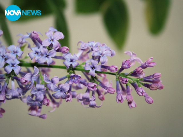 Лилава свежест