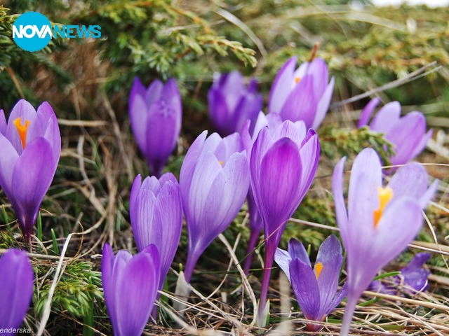 Красиви минзухарчета