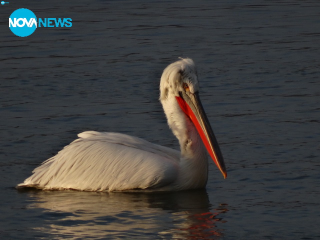 Пеликани по Дунав