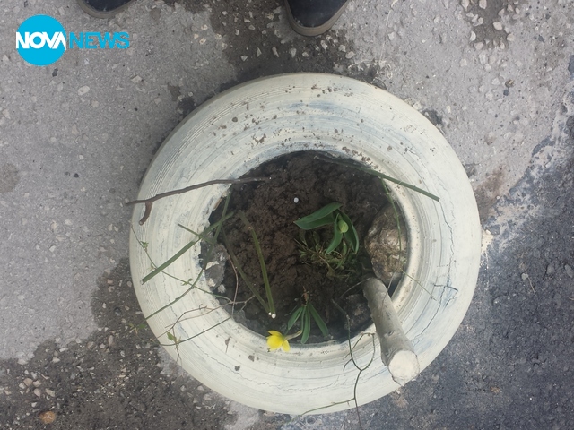 Зелена Варна