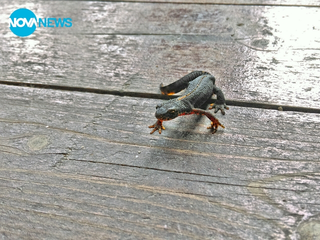 Дъждовниче, гр. Велинград