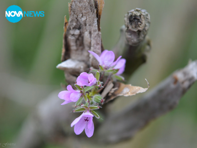 Пролетни горски фантазии